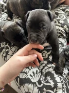 Štěňata cane corso bez pp