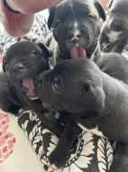 Štěňata cane corso bez pp
