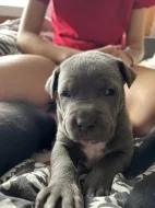Štěňata cane corso bez pp