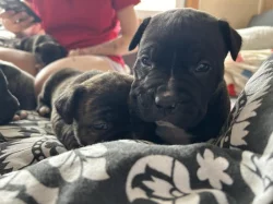 Štěňata cane corso bez pp