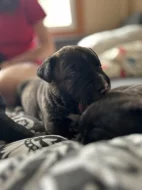 Štěňata cane corso bez pp