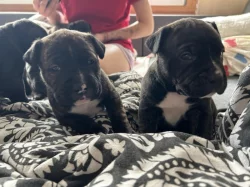 Štěňata cane corso bez pp