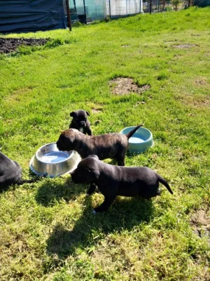 Štěňata cane corso bez pp
