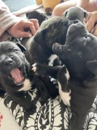 Štěňata cane corso bez pp