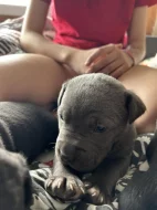 Štěňata cane corso bez pp