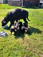 Štěňata cane corso bez pp
