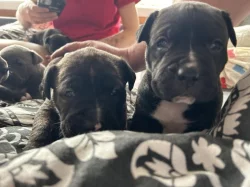 Štěňata cane corso bez pp