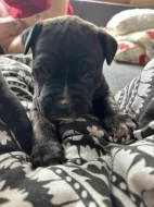 Štěňata cane corso bez pp