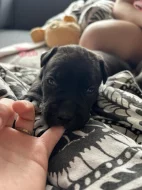 Štěňata cane corso bez pp