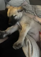 Štěně malinois