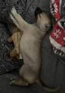 Štěně malinois