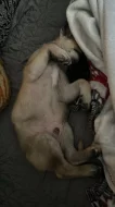 Štěně malinois