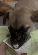 Štěně malinois