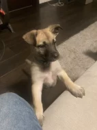 Štěně malinois