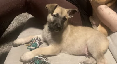 Štěně malinois