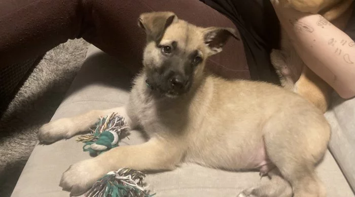 Štěně malinois