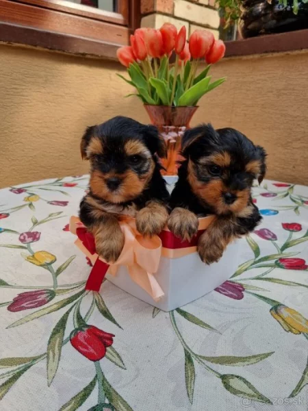 Yorkshire terrier bez PP