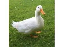 Kachňata americká pekingská a saská