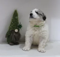 Pyrenejský horský pes s PP
