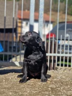 Labradorský retrívr- černá štěňátka s pp