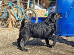 Labradorský retrívr- černá štěňátka s pp