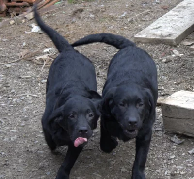 Labradorský retrívr- černá štěňátka s pp