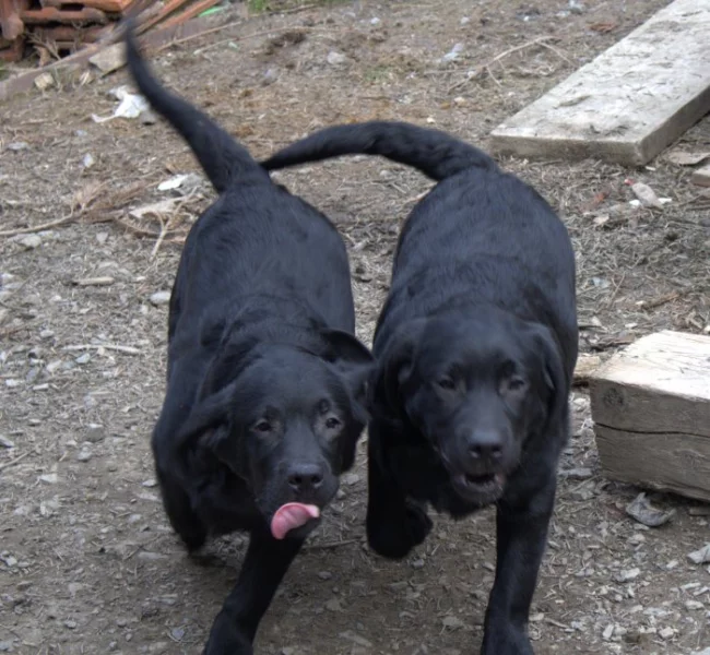 Labradorský retrívr- černá štěňátka s pp