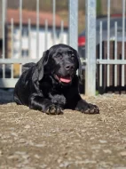 Labradorský retrívr- černá štěňátka s pp