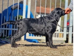 Labradorský retrívr- černá štěňátka s pp