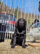 Labradorský retrívr- černá štěňátka s pp
