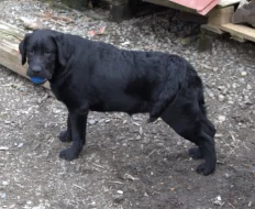 Labradorský retrívr- černá štěňátka s pp
