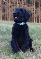 Briard černý a plavý