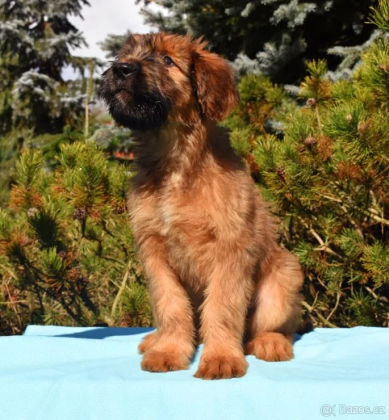 Briard černý a plavý