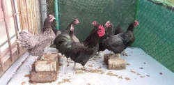Násadová vejce velké a Zdrobnělé