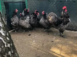 Násadová vejce velké a Zdrobnělé