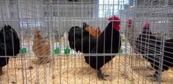 Násadová vejce velké a Zdrobnělé