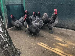 Násadová vejce velké a Zdrobnělé
