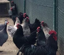Násadová vejce velké a Zdrobnělé