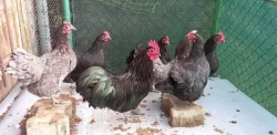 Násadová vejce velké a Zdrobnělé
