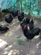 Násadová vejce velké a Zdrobnělé