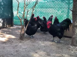 Násadová vejce velké a Zdrobnělé
