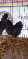 Násadová vejce Vyandotky zdrobnělé žihané
