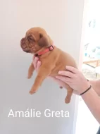 Bordeauxska doga