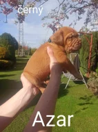 Bordeauxska doga