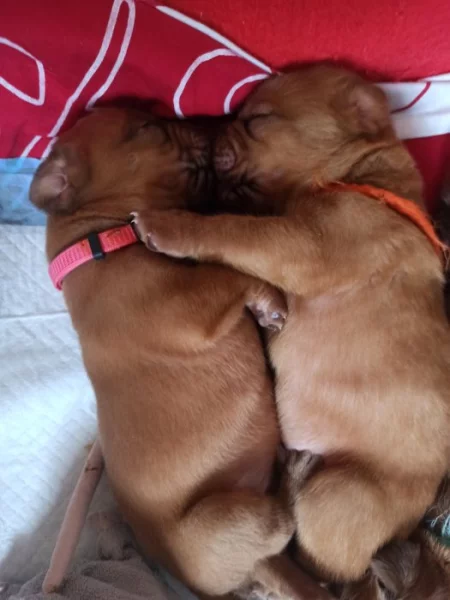 Bordeauxska doga