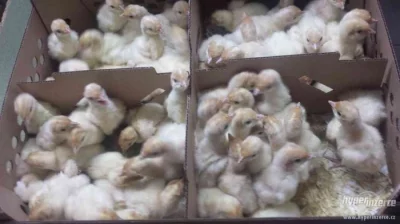 Krůťata, krůty, krocani