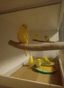 Prodám andulky TCB Zelené řady.