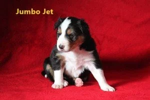 Border collie
