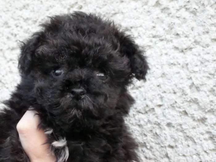 Ruská barevná bolonka s PP