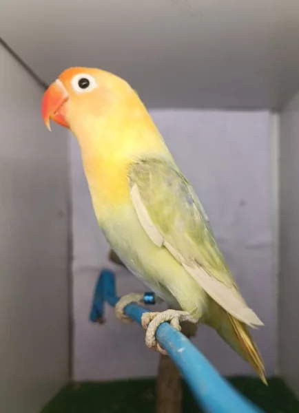Agapornis Fischery